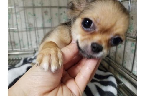 成約済の愛知県のチワワ(ロングコート)-87826の1枚目