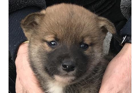 成約済の長崎県の柴犬-86828の1枚目