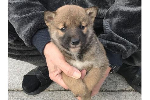 成約済の長崎県の柴犬-86828の5枚目
