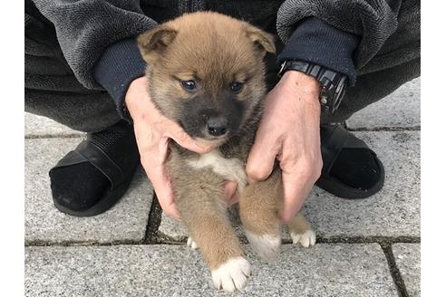 成約済の長崎県の柴犬-86828の4枚目