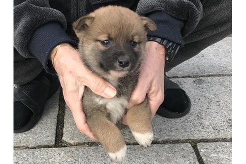 成約済の長崎県の柴犬-86828の3枚目