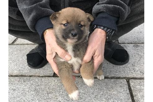 成約済の長崎県の柴犬-86828の2枚目