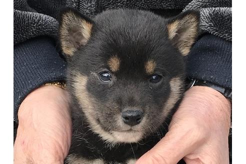 成約済の長崎県の柴犬-86830の1枚目