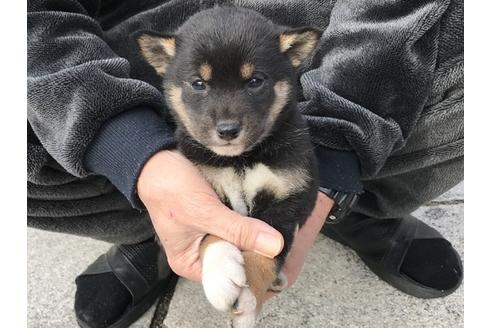 成約済の長崎県の柴犬-86830の5枚目