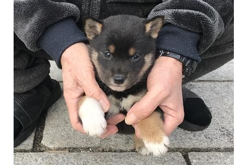 成約済の長崎県の柴犬-86830の4枚目