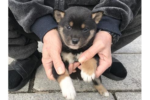 成約済の長崎県の柴犬-86830の3枚目