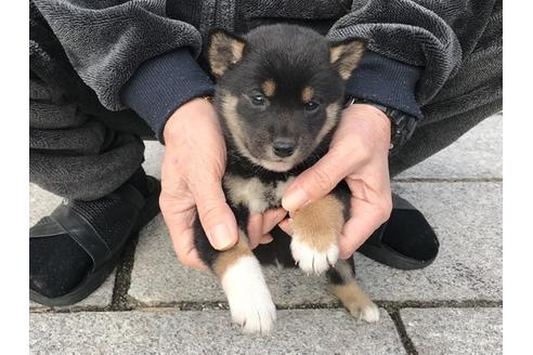 成約済の長崎県の柴犬-86830の2枚目