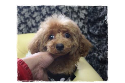 成約済の岡山県のタイニープードル-84723の4枚目