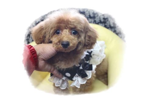 成約済の岡山県のタイニープードル-84723の3枚目