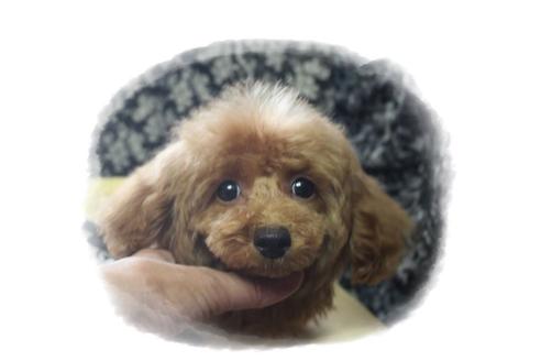 成約済の岡山県のタイニープードル-84723の2枚目