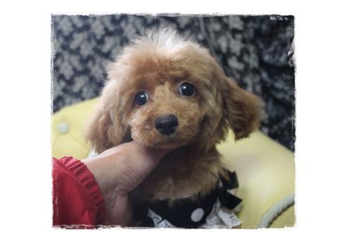 成約済の岡山県のタイニープードル-84723