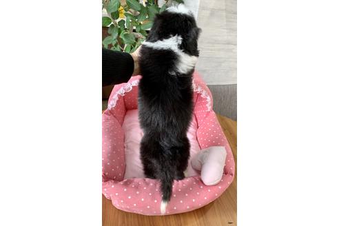 大阪府のビアデッドコリー 男の子 19 11 28生まれ ブラックタンホワイト 子犬id 870 ブリーダーナビ 大阪府のビアデッドコリー 男の子 19 11 28生まれ ブラックタンホワイト 子犬id 870 ブリーダーナビ