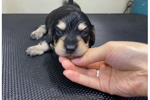 成約済の山梨県のミニチュアダックスフンド(ロングヘアード)-87916の6枚目