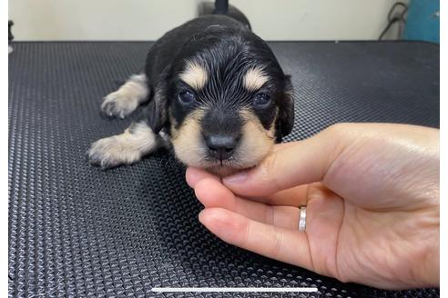 成約済の山梨県のミニチュアダックスフンド(ロングヘアード)-87916の5枚目