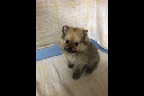 成約済の愛知県のポメラニアン-87927