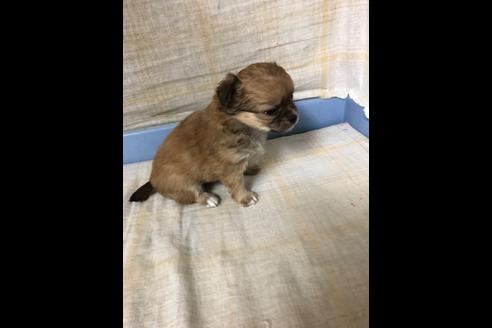 成約済の愛知県のチワワ(ロングコート)-87928の6枚目
