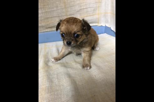 成約済の愛知県のチワワ(ロングコート)-87928の5枚目