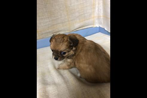 成約済の愛知県のチワワ(ロングコート)-87928の4枚目