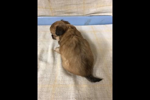 成約済の愛知県のチワワ(ロングコート)-87928の2枚目