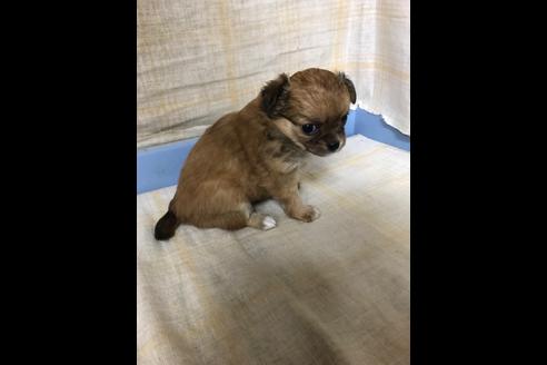 成約済の愛知県のチワワ(ロングコート)-87928