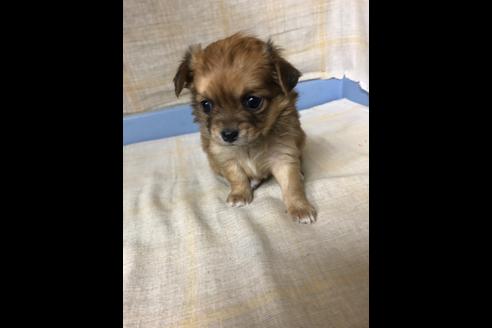 成約済の愛知県のチワワ(ロングコート)-87930の1枚目