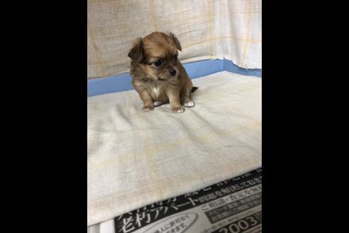 成約済の愛知県のチワワ(ロングコート)-87930の7枚目