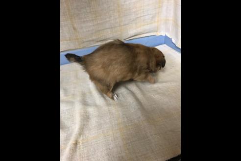 成約済の愛知県のチワワ(ロングコート)-87930の5枚目