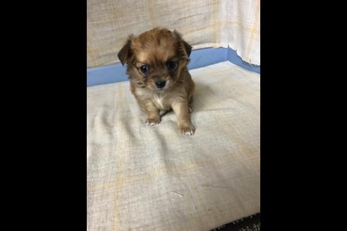 成約済の愛知県のチワワ(ロングコート)-87930の3枚目