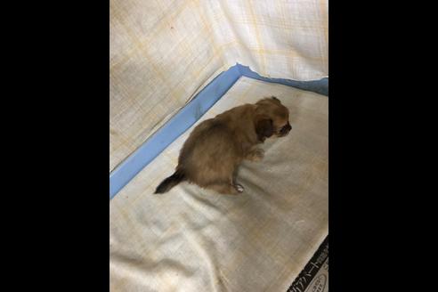 成約済の愛知県のチワワ(ロングコート)-87930の2枚目