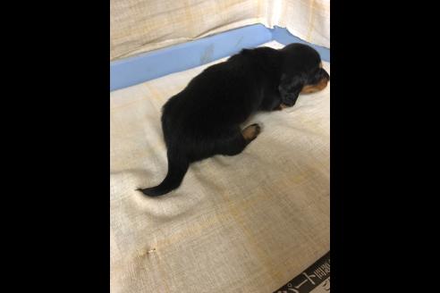 成約済の愛知県のミニチュアダックスフンド(ロングヘアード)-87936の3枚目