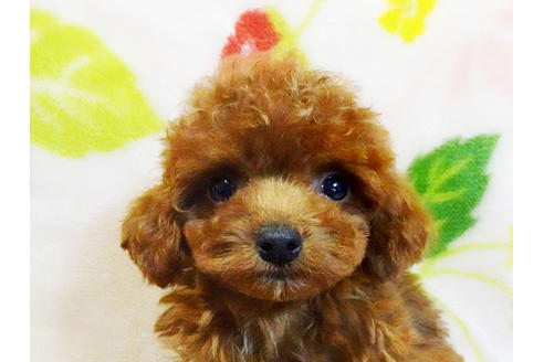 成約済の千葉県のティーカッププードル-87943の1枚目