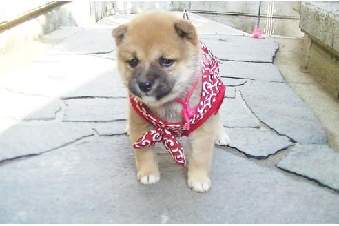 成約済の福岡県の豆柴-87945の3枚目