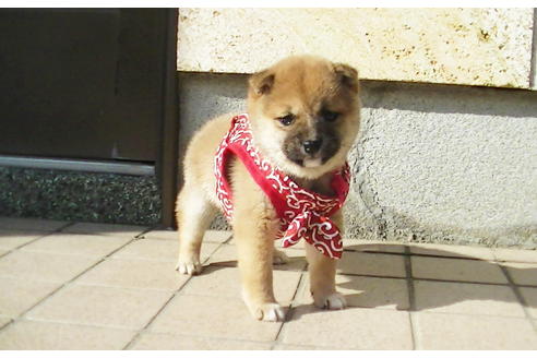 成約済の福岡県の豆柴-87945の1枚目