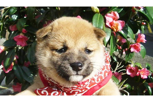 成約済の福岡県の豆柴-87945の2枚目