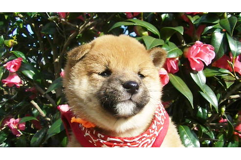 成約済の福岡県の豆柴-87948の4枚目