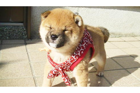 成約済の福岡県の豆柴-87948の3枚目