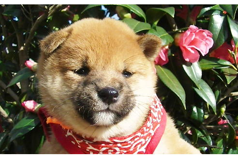 成約済の福岡県の豆柴-87948の2枚目