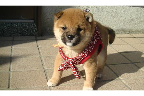 成約済の福岡県の豆柴-87948の1枚目