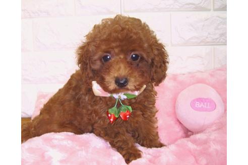 成約済の茨城県のトイプードル-87950