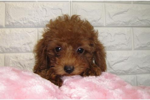 成約済の茨城県のトイプードル-87950の3枚目