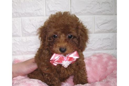 成約済の茨城県のトイプードル-87950の2枚目