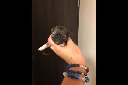 成約済の香川県のチワワ(ロングコート)-86884の2枚目
