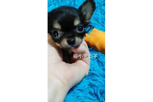 成約済の宮崎県のチワワ(ロングコート)-87990の1枚目
