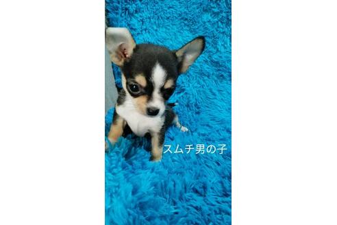 成約済の宮崎県のチワワ(スムースコート)-87991