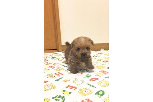 子犬
