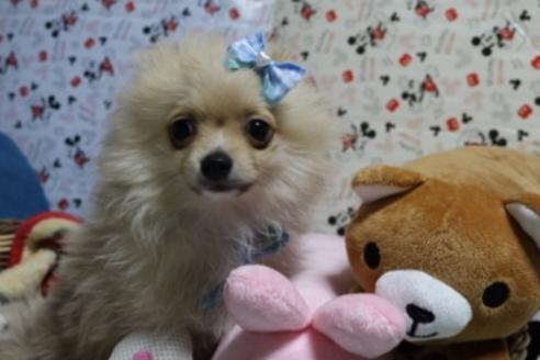 子犬