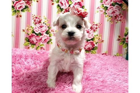 成約済の秋田県のマルプー:マルチーズ×トイプードル-87121の1枚目