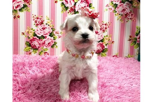 成約済の秋田県のマルプー:マルチーズ×トイプードル-87121の8枚目