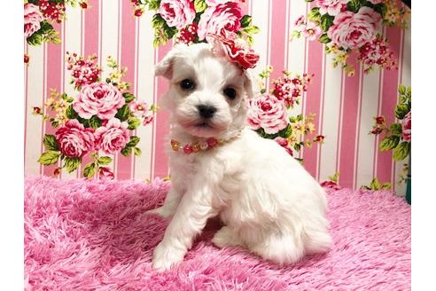 成約済の秋田県のマルプー:マルチーズ×トイプードル-87121の7枚目