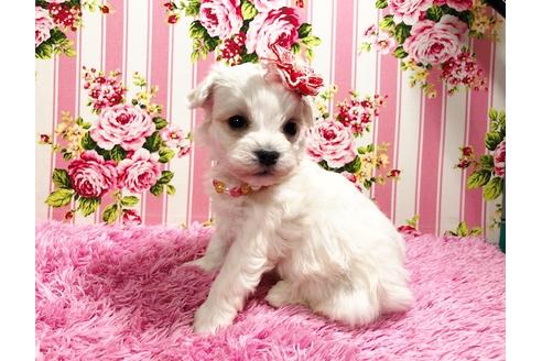 成約済の秋田県のマルプー:マルチーズ×トイプードル-87121の6枚目